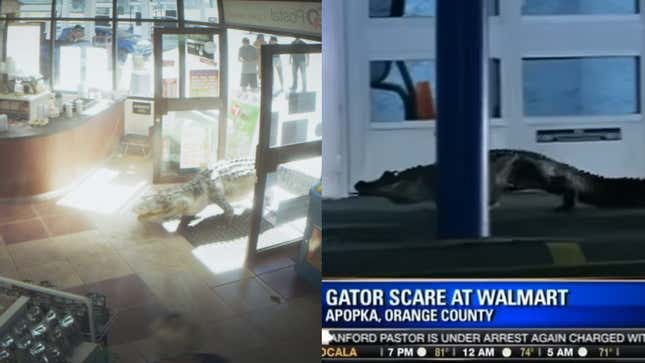 A side-by-side image shows an alligator walking by a shop.